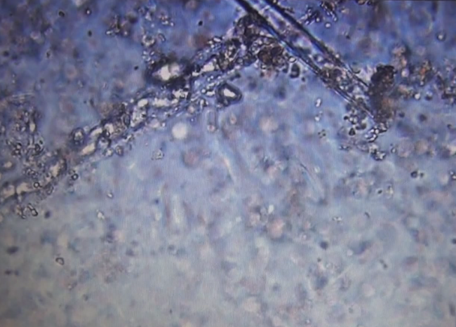 Fotoğraf: TRT Haber